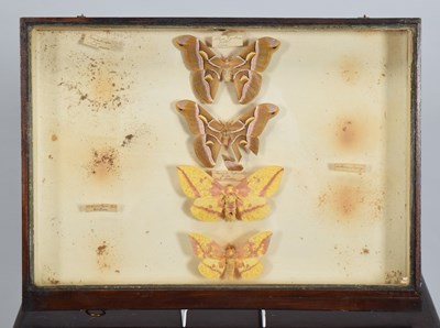 Lot 47 - Entomology: A Collection of World Butterflies...