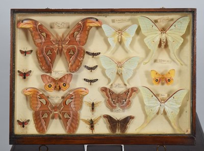 Lot 47 - Entomology: A Collection of World Butterflies...