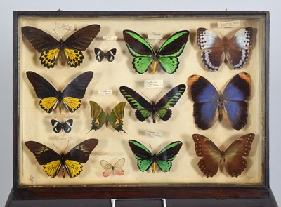 Lot 47 - Entomology: A Collection of World Butterflies...