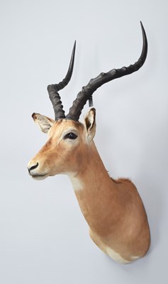Lot 1293 - Taxidermy: Common Impala (Aepyceros Melampus)...