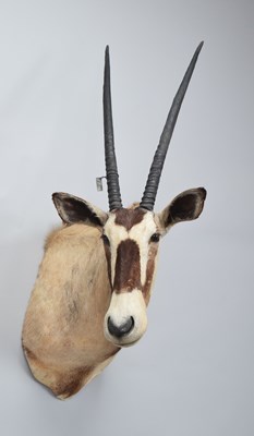 Lot 1292 - Taxidermy: Gemsbok Oryx (Oryx gazella), dated...