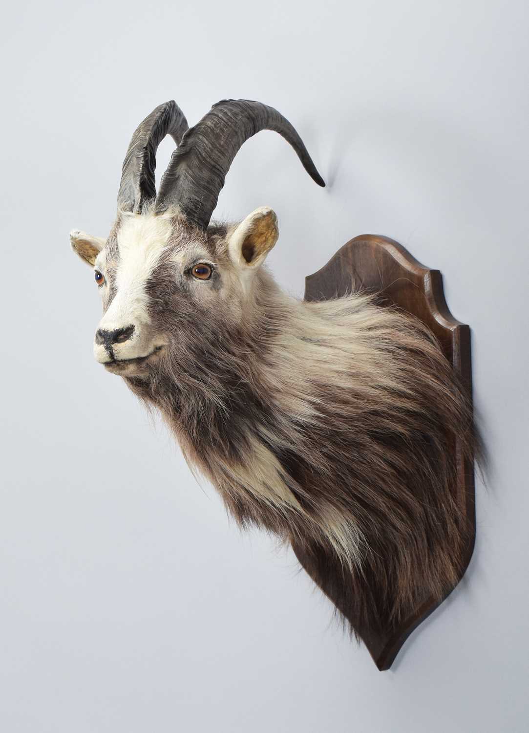 Lot 63 - Taxidermy: Scottish Feral Goat (Capra aegagrus...