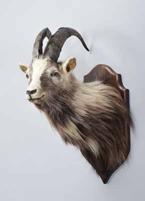 Lot Taxidermy: Scottish Feral Goat (Capra aegagrus...