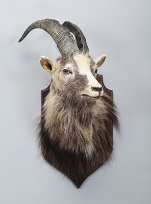Lot 63 - Taxidermy: Scottish Feral Goat (Capra aegagrus...