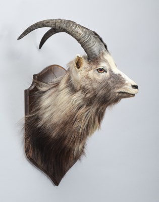 Lot 63 - Taxidermy: Scottish Feral Goat (Capra aegagrus...