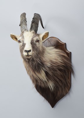 Lot 63 - Taxidermy: Scottish Feral Goat (Capra aegagrus...