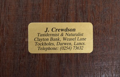 Lot 63 - Taxidermy: Scottish Feral Goat (Capra aegagrus...