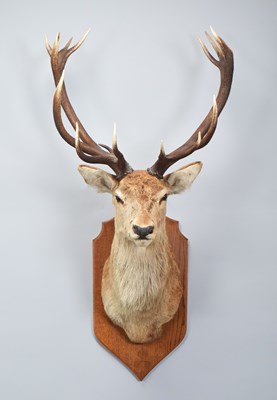 Lot Taxidermy: A Scottish Red Deer (Cervus elaphus...
