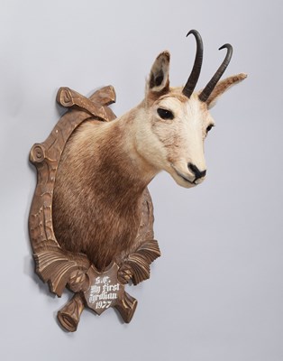 Lot 1303 - Taxidermy: Alpine Chamois (Rupicapra...
