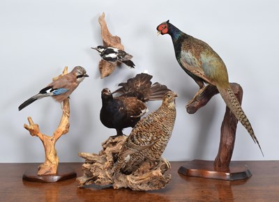 Lot 1299 - Taxidermy: A Collection of European...