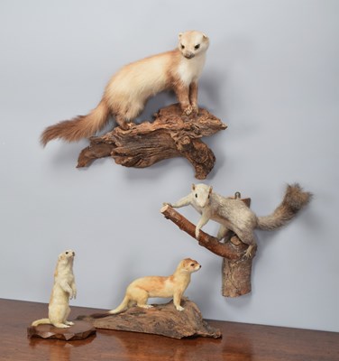 Lot 1298 - Taxidermy: A Group of European Animals, late...