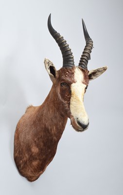Lot 1304 - Taxidermy: Blesbok (Damaliscus pygargus...
