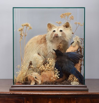 Lot 1290 - Taxidermy: A Cased North American Raccoon...