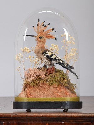 Lot 1295 - Taxidermy: A Late Victorian European Hoopoe...