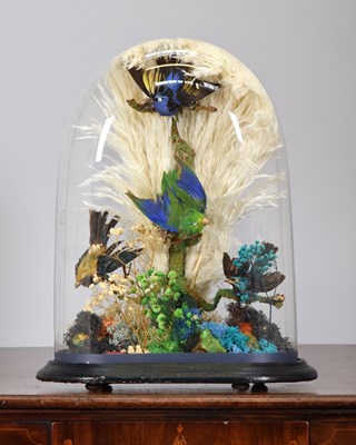 Lot 1297 - Taxidermy: A Late Victorian Dome of South...