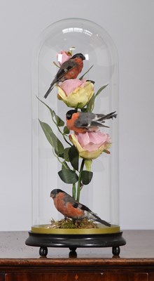 Lot 1302 - Taxidermy: A Dome of European Bullfinches...
