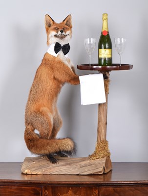 Lot Anthropomorphic Taxidermy: A European Red Fox...