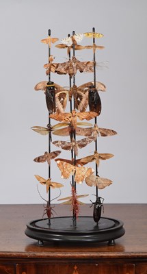 Lot 41 - Entomology: A Display of Various Moths and...