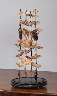 Lot 41 - Entomology: A Display of Various Moths and...