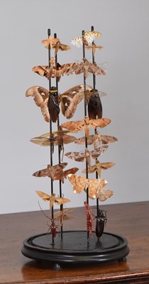 Lot 41 - Entomology: A Display of Various Moths and...
