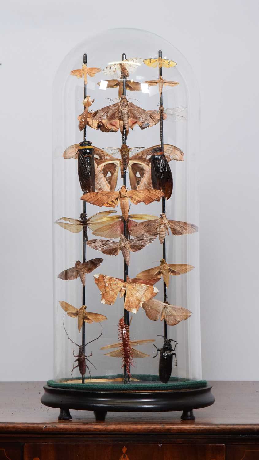 Lot 41 - Entomology: A Display of Various Moths and...