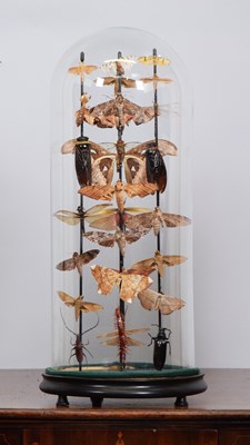 Lot Entomology: A Display of Various Moths and...