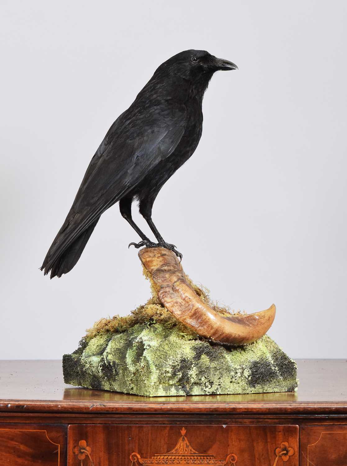 Lot 15 - Taxidermy: A Carrion Crow on a Rams Horns...