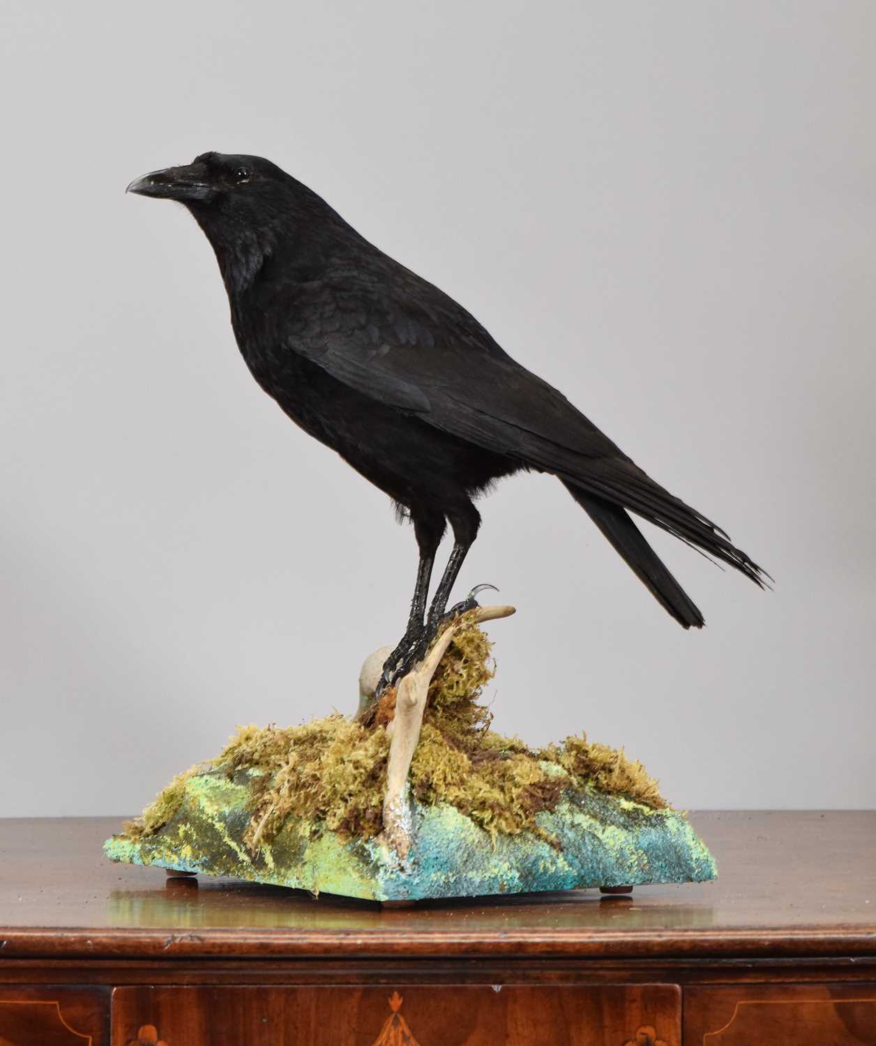 Lot 17 - Taxidermy: A Carrion Crow on a Deer Antler...