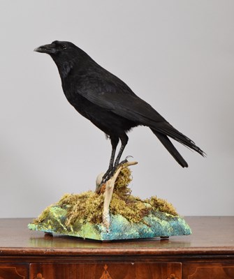 Lot Taxidermy: A Carrion Crow on a Deer Antler...