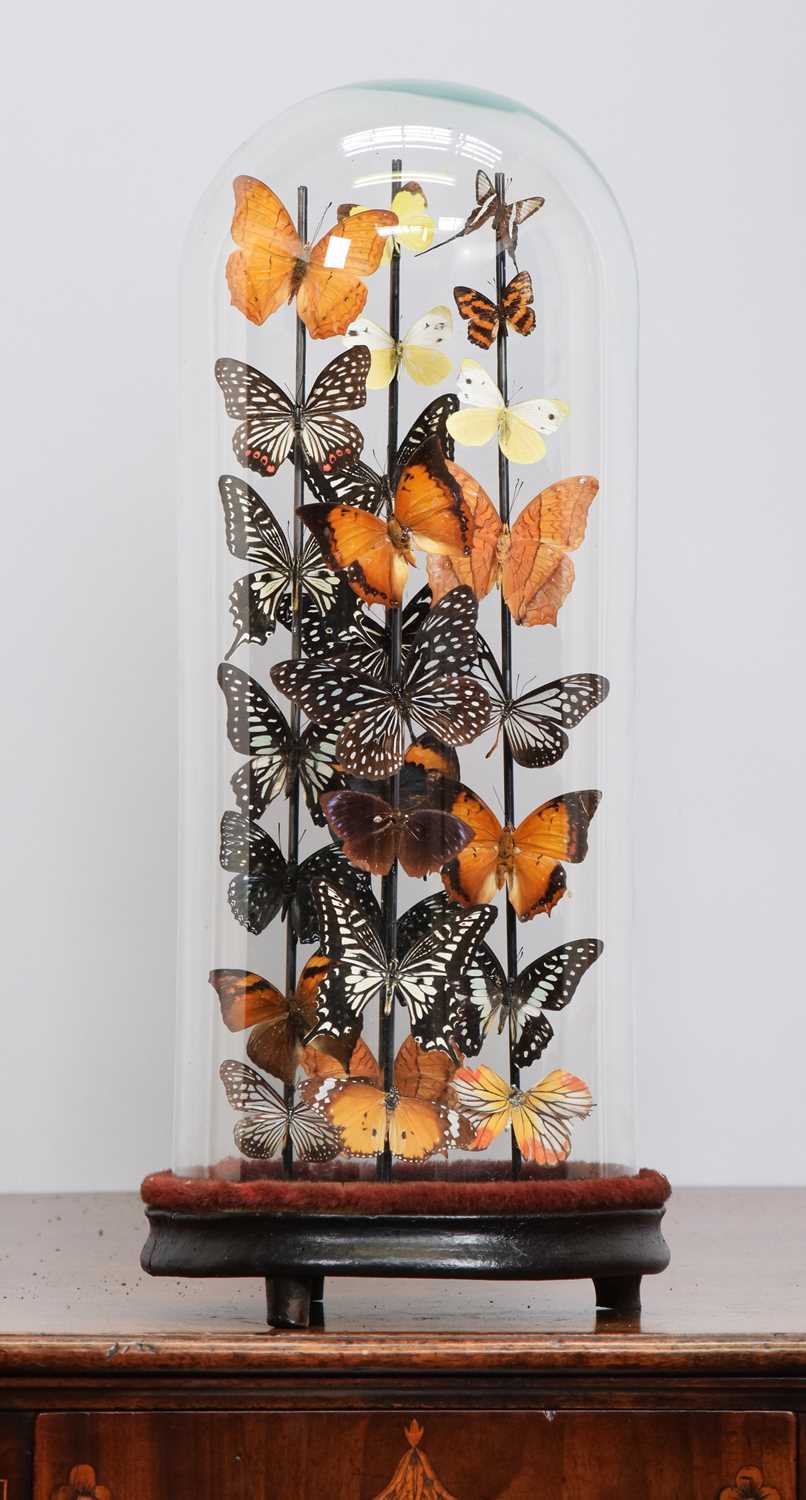 Lot 48 - Entomology: A Colourful Display of Tropical...