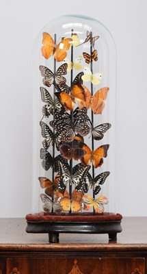 Lot Entomology: A Colourful Display of Tropical...