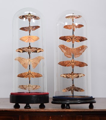 Lot Entomology: Two Domed Displays of World Moths,...