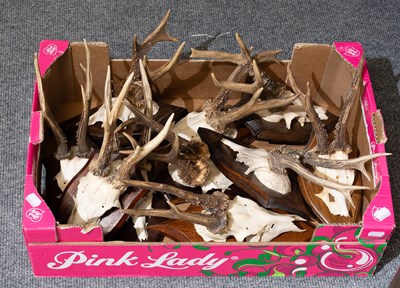 Lot 1305 - Antlers/Horns: A Group of Ten Sets of Large...
