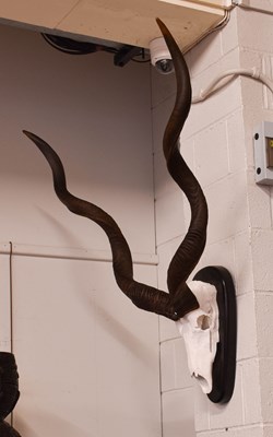 Lot 1289 - Antlers/Horns: Cape Greater Kudu (Strepsiceros...