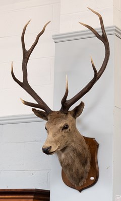 Lot 1300 - Taxidermy: Scottish Red Deer (Cervus elaphus...
