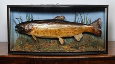 Lot Taxidermy: A Cased Rainbow Trout (Oncorhynchus...