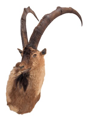 Lot Taxidermy: Bezoar Ibex (Capra aegagrus...