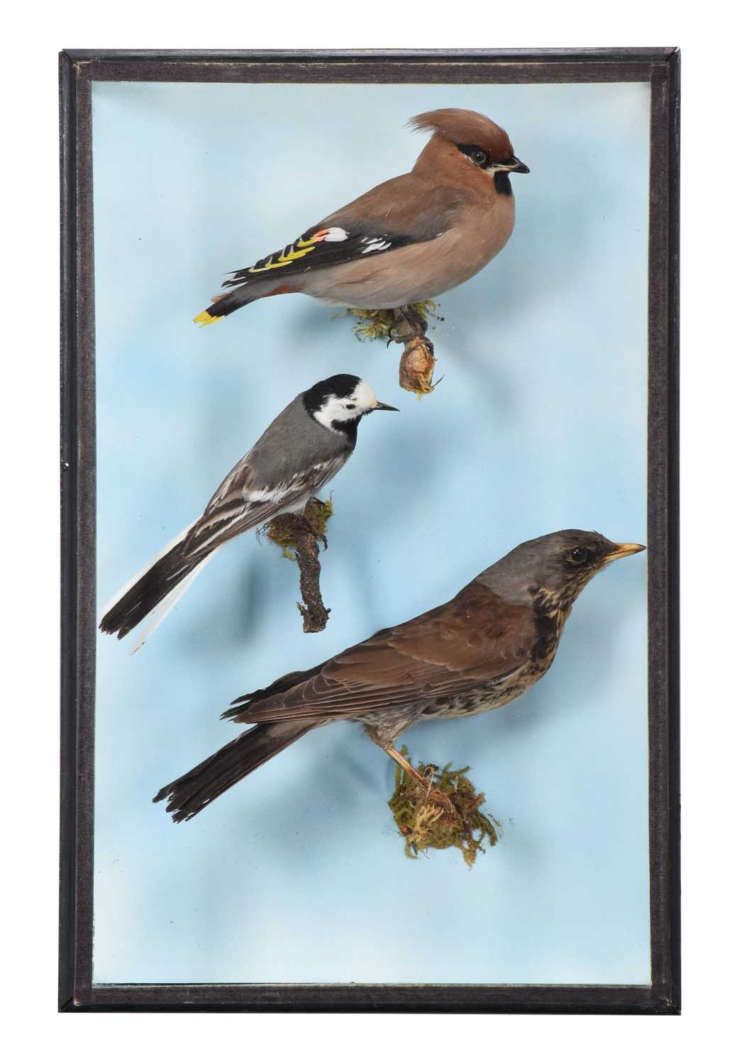 Lot 20 - Taxidermy: A Wall Cased Waxwing, Pied Wagtail...
