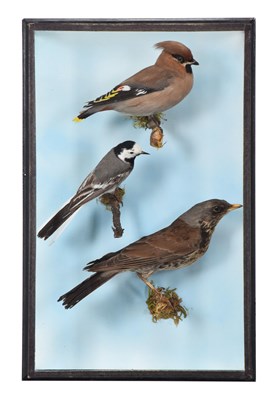 Lot Taxidermy: A Wall Cased Waxwing, Pied Wagtail...