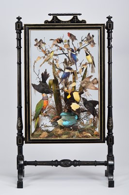 Lot Taxidermy: A Late Victorian Australasian &...