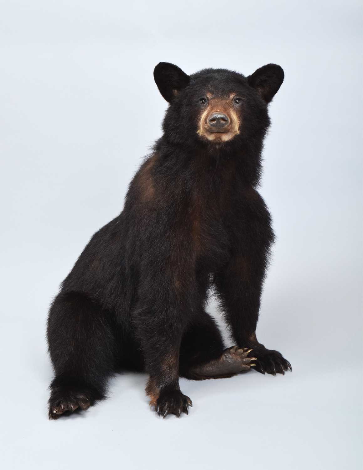Lot 166 - Taxidermy: North American Black Bear Cub...