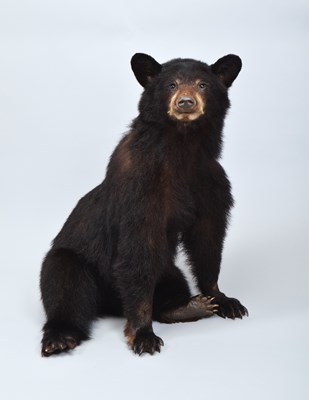 Lot Taxidermy: North American Black Bear Cub...