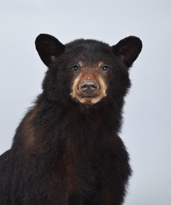 Lot 166 - Taxidermy: North American Black Bear Cub...
