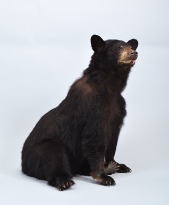 Lot 166 - Taxidermy: North American Black Bear Cub...