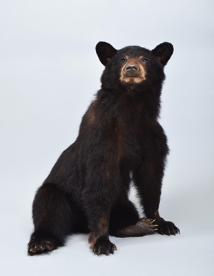 Lot 166 - Taxidermy: North American Black Bear Cub...