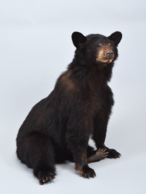 Lot 166 - Taxidermy: North American Black Bear Cub...