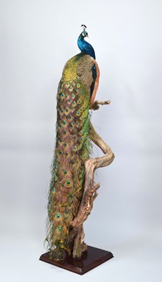 Lot Taxidermy: Indian Peacock (Pavo cristatus),...