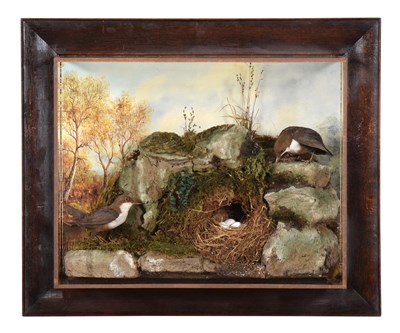 Lot Taxidermy: A Wall Cased Pair of White-throated...