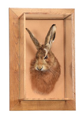 Lot Taxidermy: European Brown Hare (Lepus timidus),...