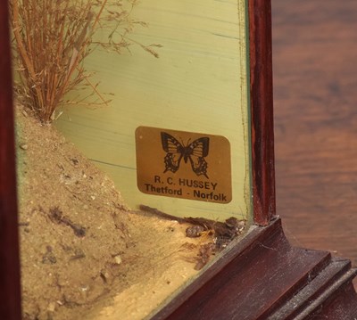 Lot 21 - Taxidermy: Woodchat Shrike (Lanius senator),...